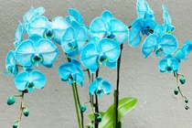 Lan hồ điệp màu lạ hiếm có, tiền triệu một cành vẫn mạnh tay chơi Tết