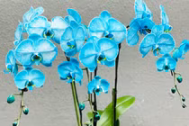 Lan hồ điệp màu lạ hiếm có, tiền triệu một cành vẫn mạnh tay chơi Tết