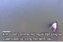 Video: Thót tim khi cá sấu kéo cả con bò xuống sông "làm thịt"