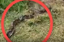 Video: Kinh hoàng trăn Miến Điện siêu to khổng lồ tấn công người