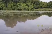  Video: Thủy quái đầm lầy bỗng chồm lên bờ tấn công người câu