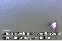 Video: Thót tim khi cá sấu kéo cả con bò xuống sông "làm thịt"