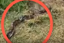 Video: Kinh hoàng trăn Miến Điện siêu to khổng lồ tấn công người