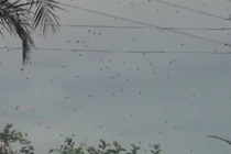 Video: Rợn người cảnh hàng trăm con nhện lơ lửng trên bầu trời