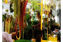 "Trốn nóng" trong xe bus “rừng” lạ lùng ở Đài Loan