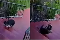 Video: Chó ngã lăn nhiều vòng xuống cầu thang vì quá béo