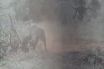 Video: lợn rừng bật dậy quật ngã sư tử để thoát thân và cái kết