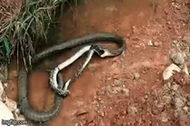 Video: Khoảnh khắc trăn gấm quằn quại khi bị trúng độc