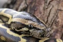 Video: Phố đèn đỏ Thái Lan náo loạn vì trăn "khủng"