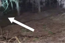 Video: Nhóm người nghe thấy tiếng sột soạt, xem camera thì cảm thấy sởn da gà