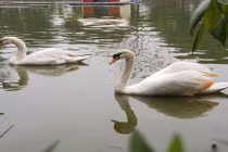 Video: Thiên nga nhập ngoại giá hàng chục triệu phục vụ đại gia Việt