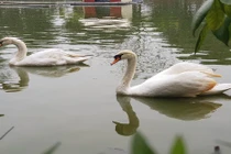 Video: Thiên nga nhập ngoại giá hàng chục triệu phục vụ đại gia Việt