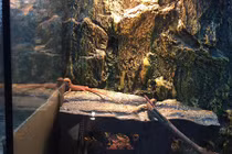 Nhập khẩu tắc kè, nhện, ếch giá bạc triệu làm "thú cưng" quá vô tư