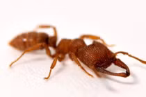 Video: Loài sinh vật đóng mở hàm nhanh nhất thế giới, lên tới 320km/giờ