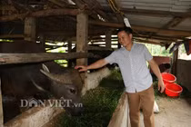 Nuôi nhốt những con trâu to bự, cứ bán 1 con thu 40-50 triệu