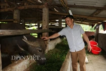 Nuôi nhốt những con trâu to bự, cứ bán 1 con thu 40-50 triệu