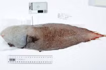 Cận thủy quái vô diện dưới đáy biển cực sâu của Australia