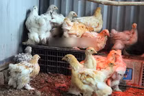 15 triệu đôi gà, đại gia vẫn xuống tiền vì "hàng độc"