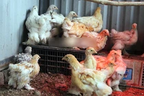 15 triệu đôi gà, đại gia vẫn xuống tiền vì "hàng độc"