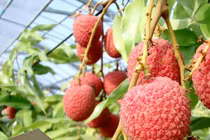 Video: Gần 240 nghìn đồng một quả vải thiều ở Nhật Bản