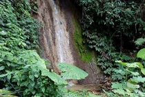 Bí ẩn người đàn ông chết trong tư thế treo cổ trong rừng