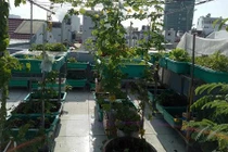 Ngắm sân thượng xanh mướt mát rau sạch của mẹ đảm Sài Gòn