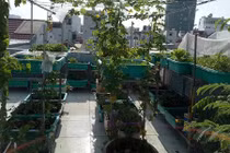 Ngắm sân thượng xanh mướt mát rau sạch của mẹ đảm Sài Gòn