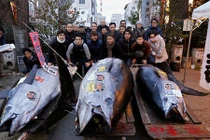 Cá ngừ vây xanh Thái Bình Dương nặng 405kg giá 7,1 tỷ