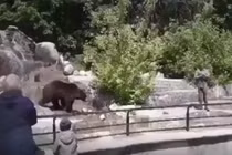  Video: thanh niên đột nhập vào chuồng rồi dìm gấu nâu suýt chết