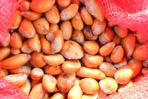 Bình Thuận: Thương lái đua nhau gom hột sầu riêng, giá tăng theo ngày