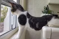 Những chú chó, mèo có độ "hóng hớt" cao nhất thế giới