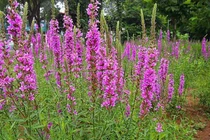 Cỏ dại tưởng vô giá trị hóa ra là mỏ vàng "hái ra tiền"