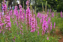 Cỏ dại tưởng vô giá trị hóa ra là mỏ vàng "hái ra tiền"