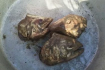 Đặc sản đầu cá thối khó ai dám ăn của Alaska