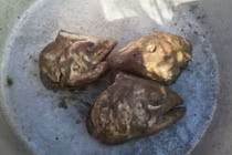 Đặc sản đầu cá thối khó ai dám ăn của Alaska