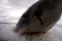 Video: Cận cảnh cá mập trắng tấn công điên cuồng khiến du khách hãi hùng