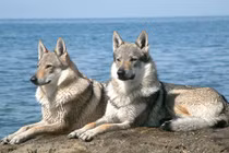 Top 10 giống chó chỉ đại gia mới dám nuôi