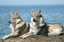 Top 10 giống chó chỉ đại gia mới dám nuôi