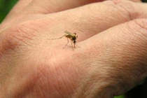 Dùng tỏi làm điều này nhà bạn chẳng bao giờ có con muỗi nào