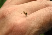 Dùng tỏi làm điều này nhà bạn chẳng bao giờ có con muỗi nào