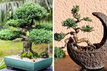 7 loại cây cảnh dễ gây nguy hiểm, không nên trồng trong nhà