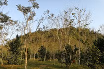 Kho báu nghìn tỷ dưới thung lũng của lão nông Tuyên Quang