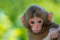 Trời định số giàu, 3 con giáp cả đời ngập trong tiền vàng 