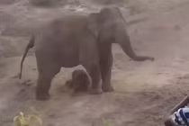 Nhận kết cục bi thảm vì chọc giận voi mẹ mới sinh con non