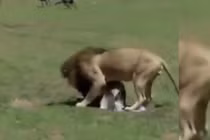Video: Vừa ra khỏi bụng mẹ, ngựa non đã bị sư tử đoạt mạng