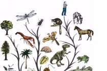 Tại sao sự tiến hóa làm cho sinh vật thông minh hơn?