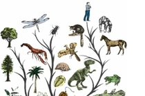 Tại sao sự tiến hóa làm cho sinh vật thông minh hơn?