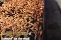 Video: Hàng nghìn cá chép Koi giãy giụa trên… đường cao tốc