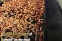 Video: Hàng nghìn cá chép Koi giãy giụa trên… đường cao tốc