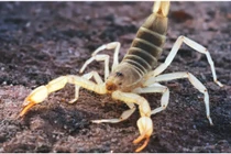 "Tử thần sa mạc" sở hữu thứ "đắt hơn vàng"